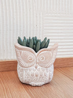 Terracotta Pot - Big Eye Owl